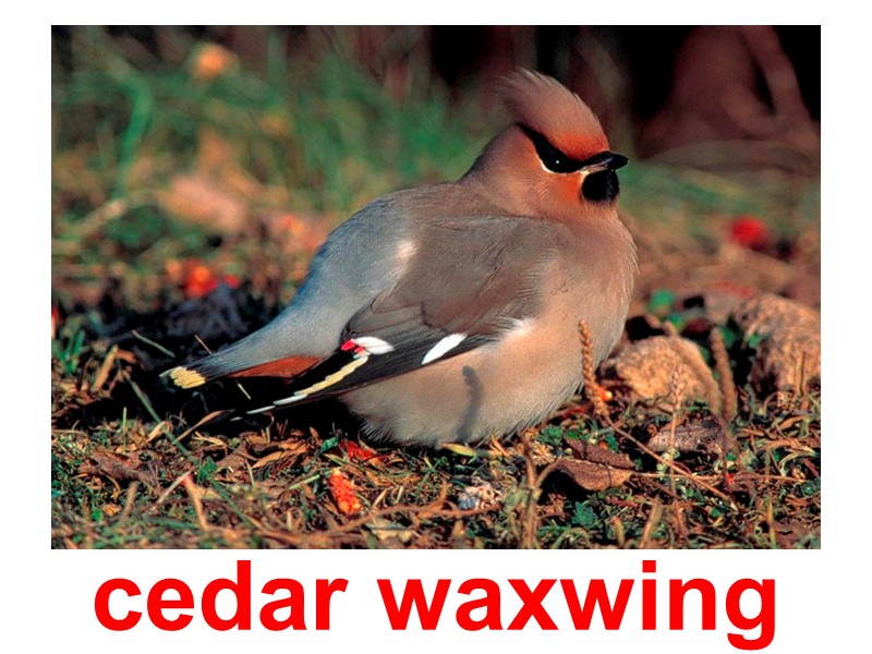cedar waxwing